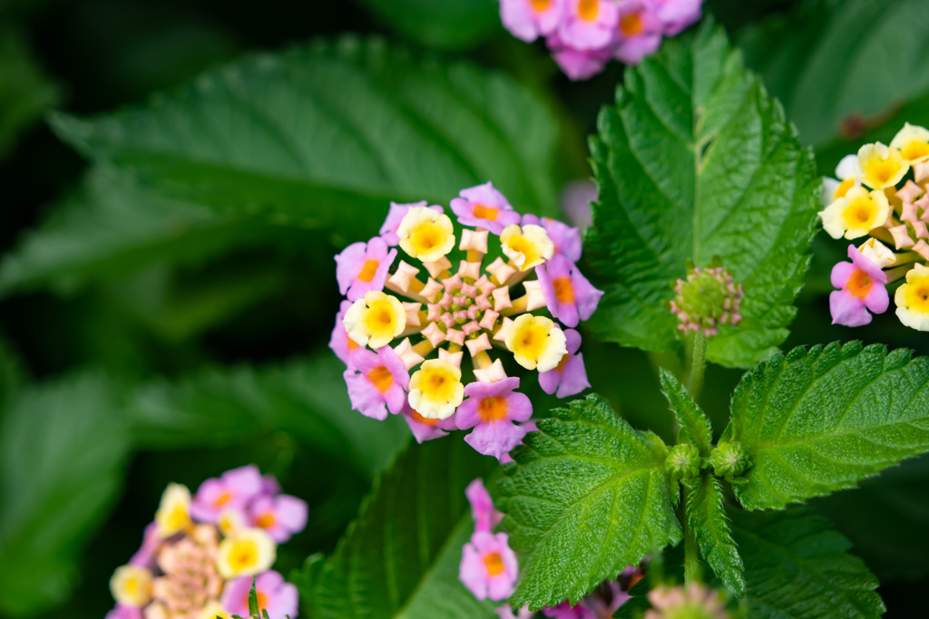 道端の花