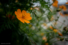 秋の花