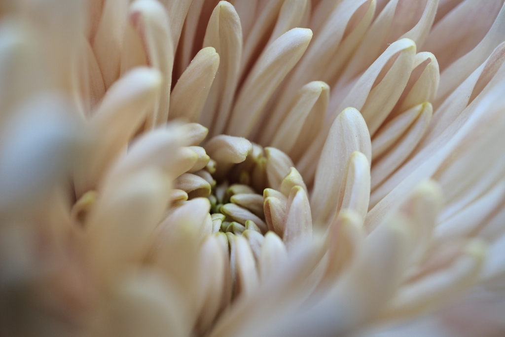 菊