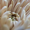 菊