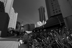 歩道の花
