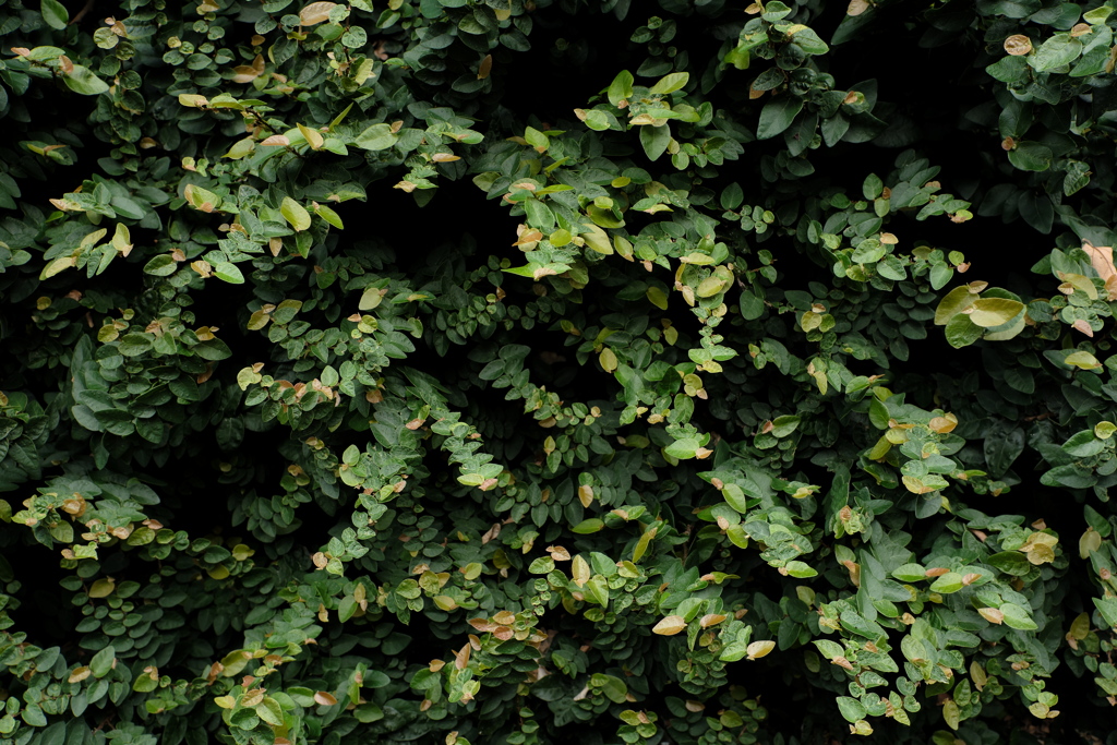 植え込み