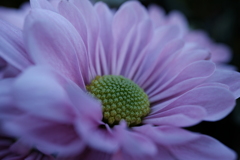 菊の花