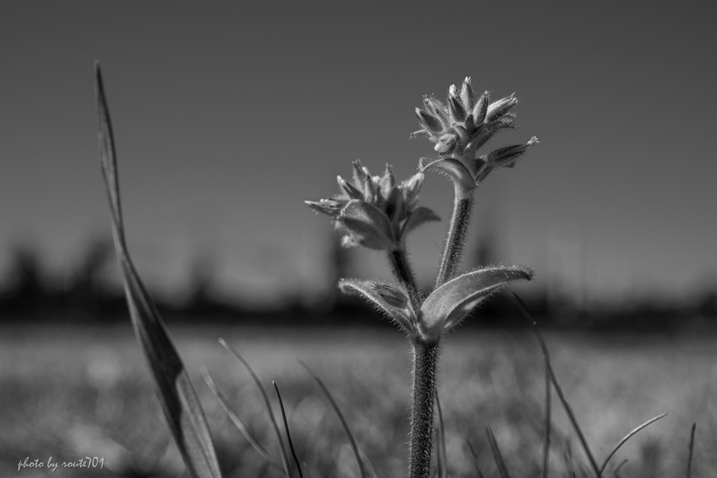 野の草