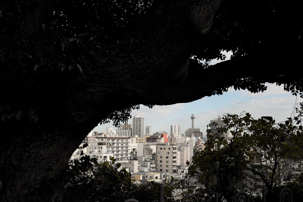 マリンタワーを望む