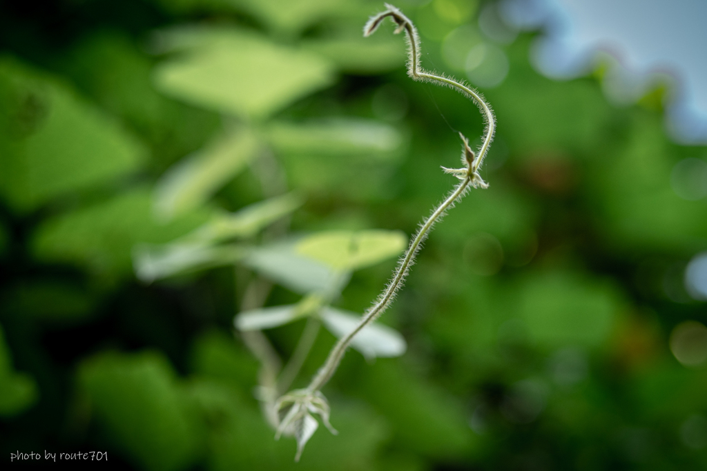 つる草