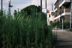 国道沿いの草