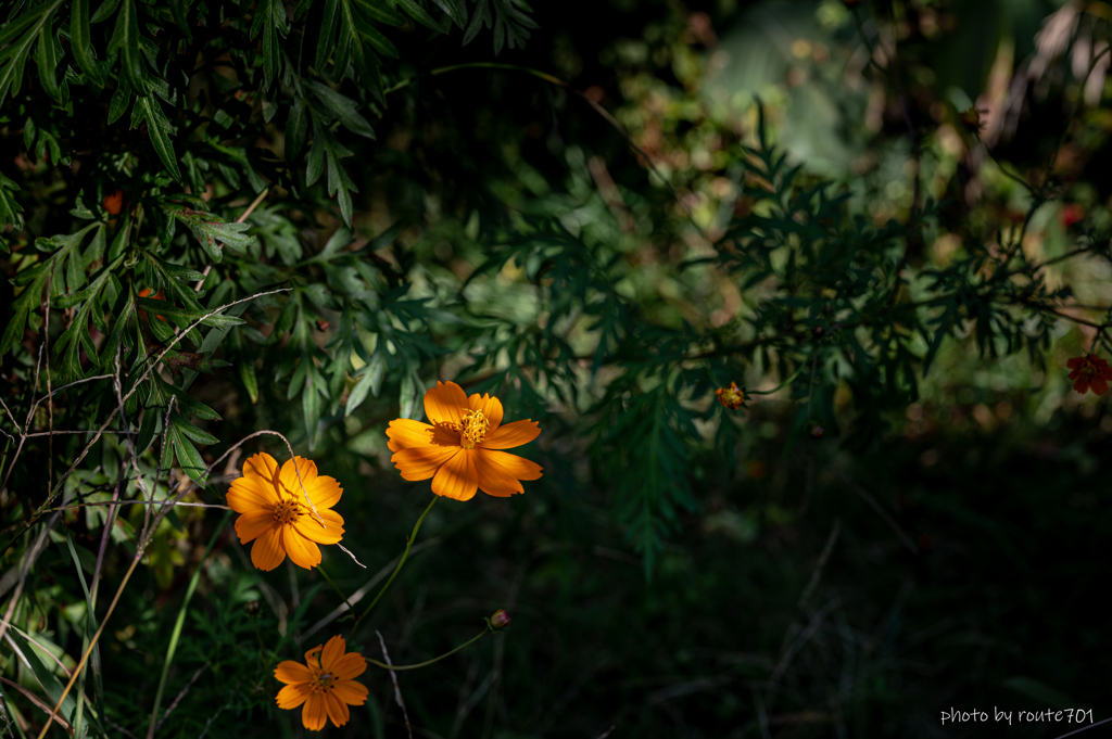 木漏れ日の中の花