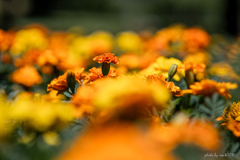 花壇の花