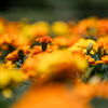 花壇の花