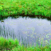 浄土平湿原の池