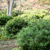 日比谷公園の緑