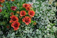 ガイラルディア ガイラルディア