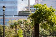 日比谷公園より観望