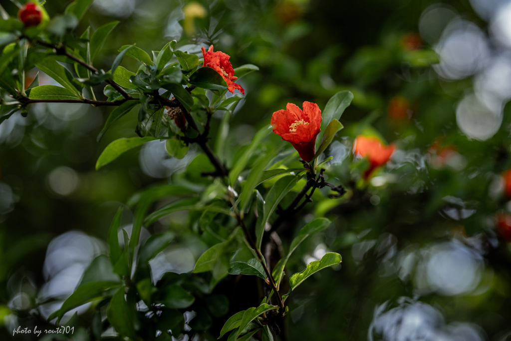 ザクロの花