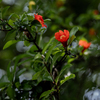 ザクロの花