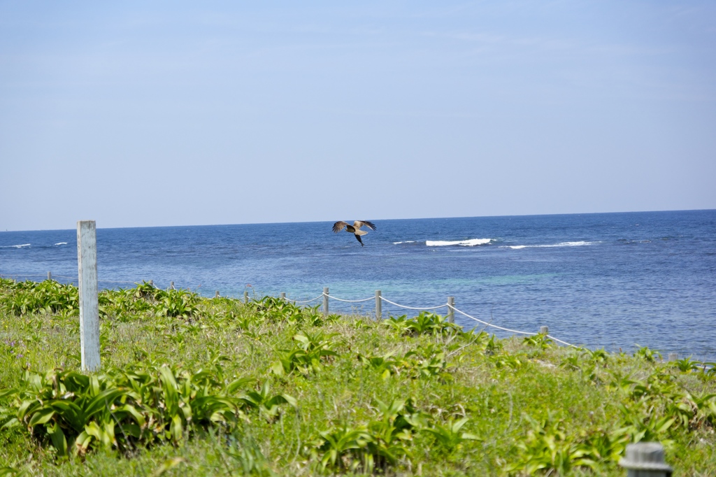 角島-鳥
