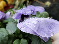 雨上がり
