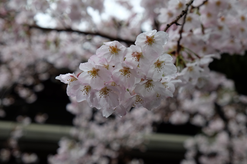桜