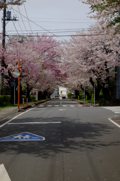 桜