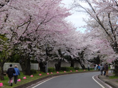 桜並木