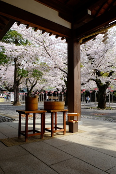 桜