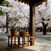 桜