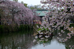 桜