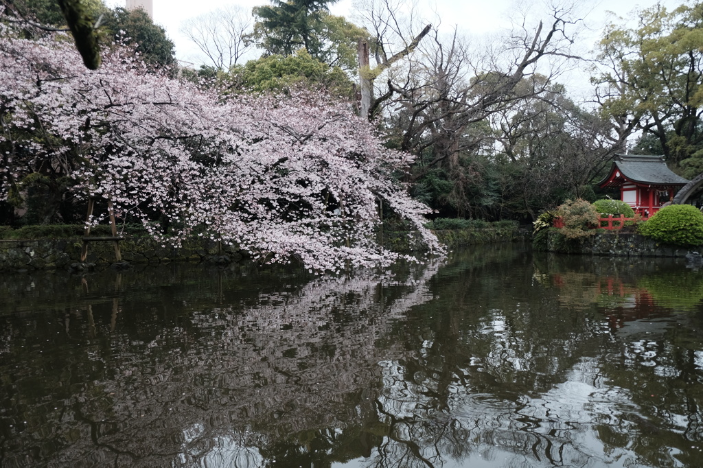 桜