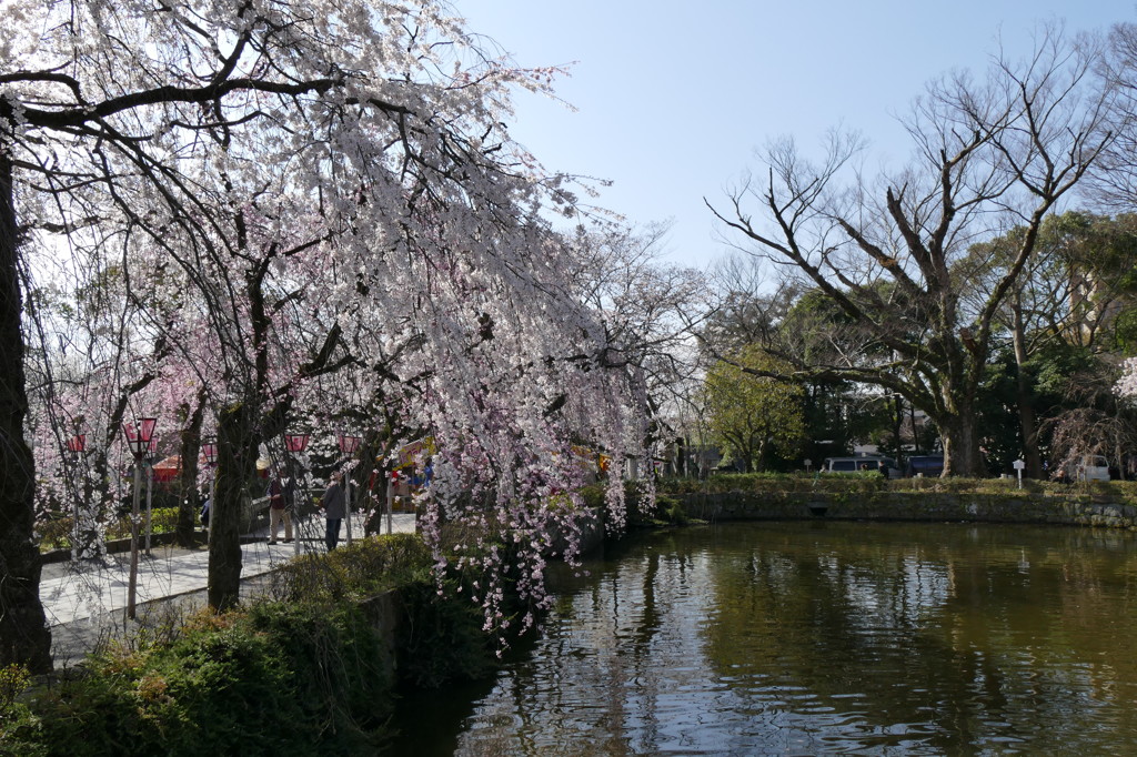 桜