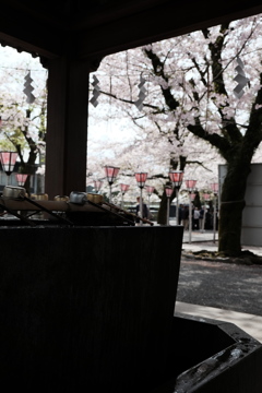 桜