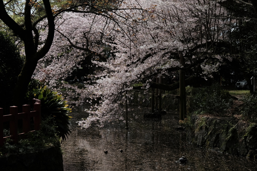 桜