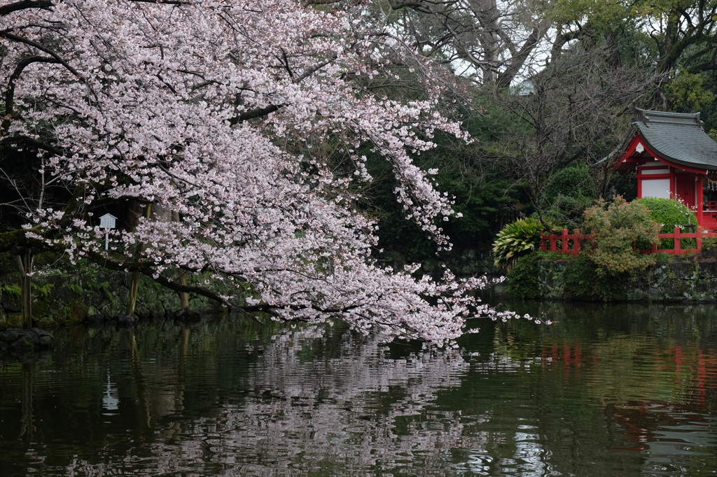 桜