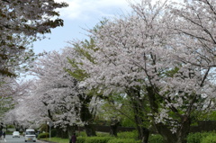 桜並木