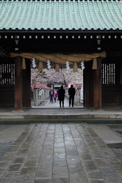 桜