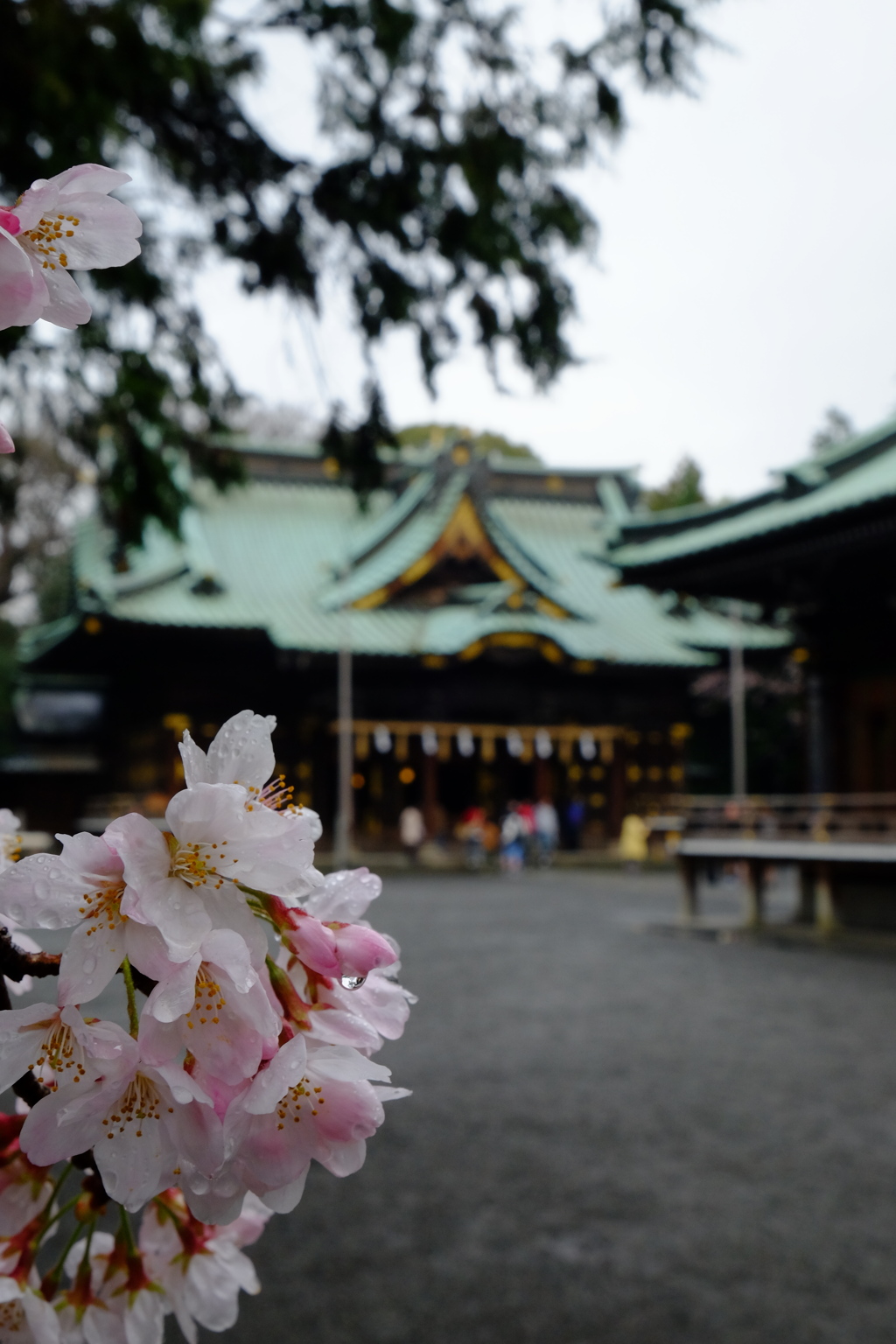 桜