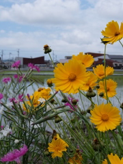 花