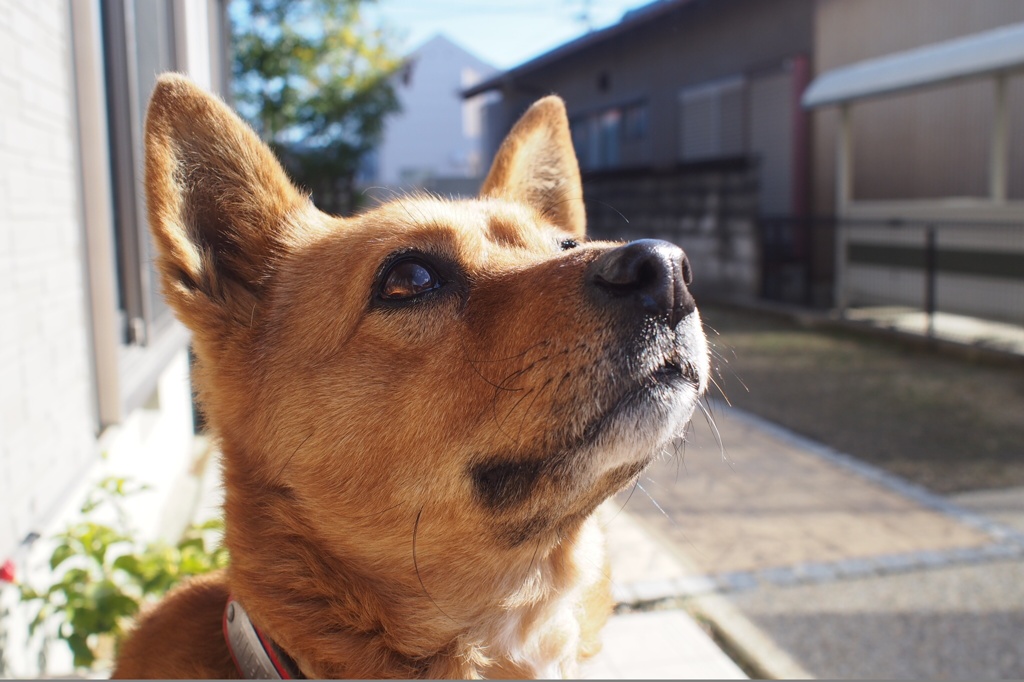 空を仰いで