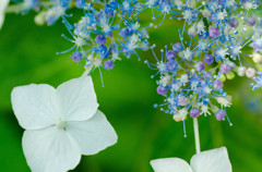 紫陽花２