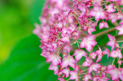 紫陽花４