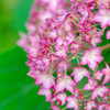 紫陽花４