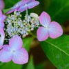 紫陽花３