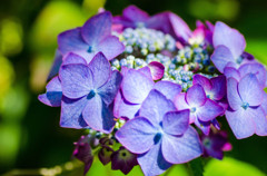 紫陽花１
