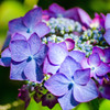 紫陽花１