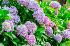 街の紫陽花
