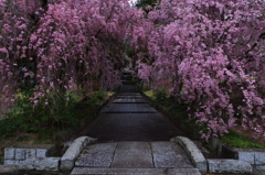 霧雨に染まる