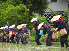 白川郷田植え２０１４、１
