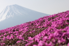 芝桜①