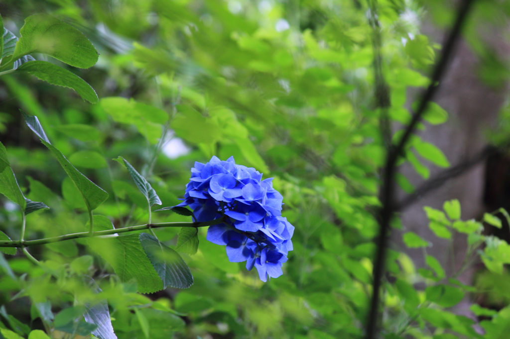長谷寺②
