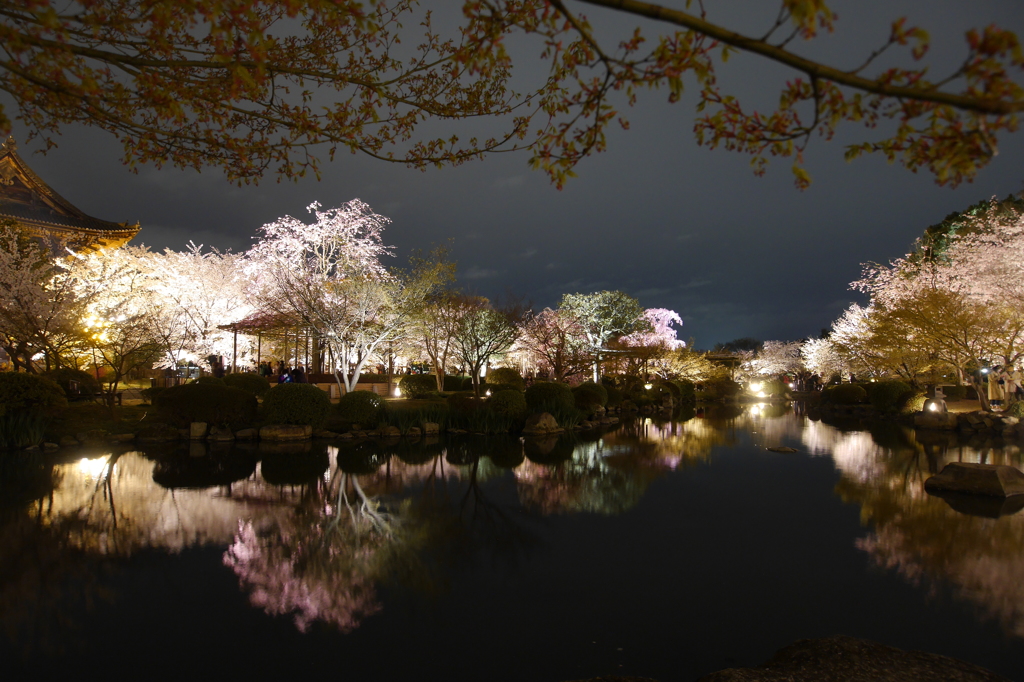 京都東寺（夜桜1）